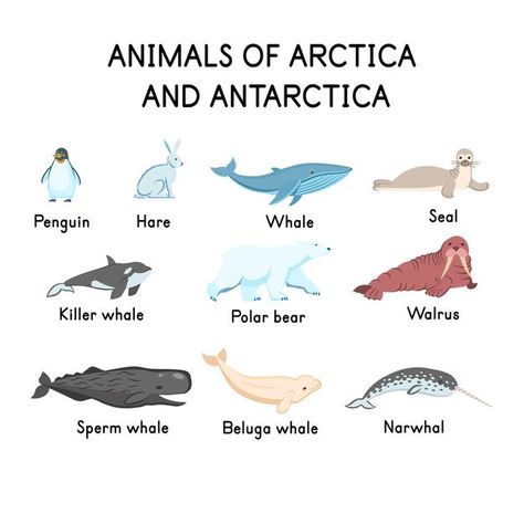 Antarctica Drawing, Antartica Animals, Antarctica Animals, Arctic Animals Illustration, Animals In Antarctica, Polar Region Animals, Arctic And Antarctic Animals, Sea Mountain, Arctic Region