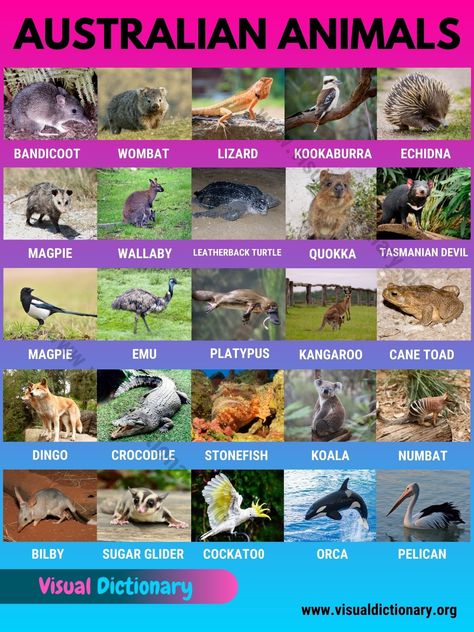 Animals From Australia, Interesting Facts About Animals, Animals In Australia, Animals Name List, Homeschool Goals, Animals Of Australia, Animals List, Most Dangerous Animals, Animals Around The World