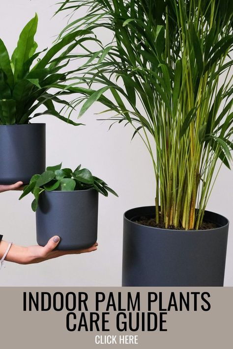 Transform your space with our Indoor Palm Plants Care Guide, perfect for adding a touch of greenery to your home interior design. Elevate your plant home decor with easy tips and tricks to keep your indoor palms thriving. Palm Plant Indoor, Indoor Palm Plants, Palm Plant Care, Indoor Palm, Palm Plants, Plants Tips, Majesty Palm, Plant Home Decor, Indoor Palms