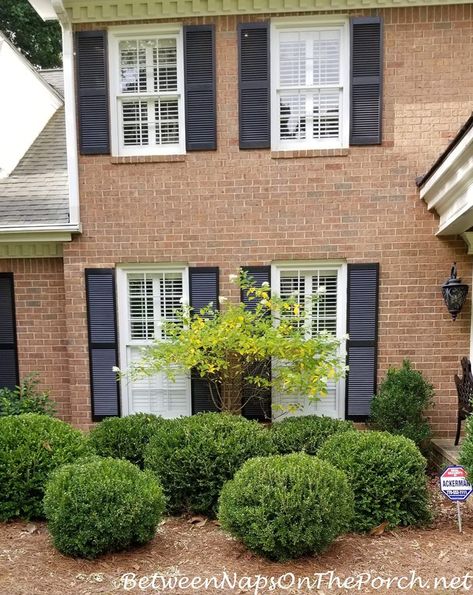 A Front Yard Landscape Update, Green Beauty Boxwoods Growing Like Weeds! Green Beauty Boxwood, Brick Home Landscaping Front Yards, Japanese Boxwood Front Yard, Green Velvet Boxwood, Brown Shutters, Tv Unit Wall, Boxwood Shrubs, Boxwood Landscaping, Diy Home Updates