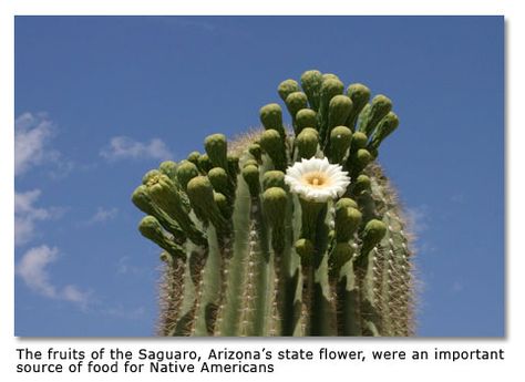 Desert Flower Names | Desert Food Plants Desert Foraging, Desert Animals And Plants, Florida Foraging, Plants Names, Desert Food, Foraging In Indiana, Florida Foraging Edible Plants, Desert Gardening, Cold Deserts