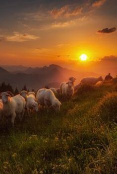 Sheep Photo Animaliere, Sheep Art, Ayat Alkitab, Foto Art, Animal Photo, Country Life, Farm Life, Nature Pictures, Beautiful Creatures