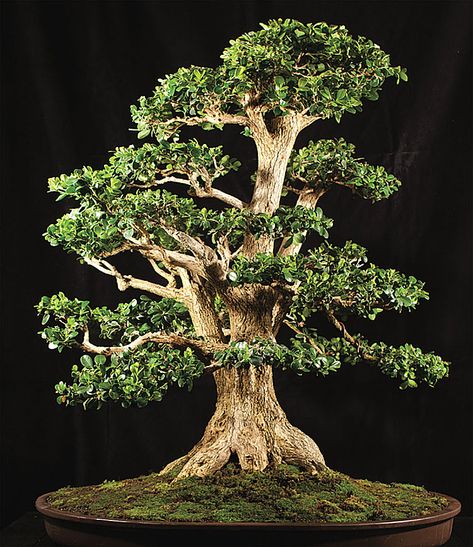 90 year-old Boxwood • Photo Credit: M. Romanini Boxwood Bonsai, Bonsai Kit, Flowering Bonsai Tree, Boxwood Tree, Artistic Tree, Pre Bonsai, Japanese Ink Painting, Front Street, Live Oak