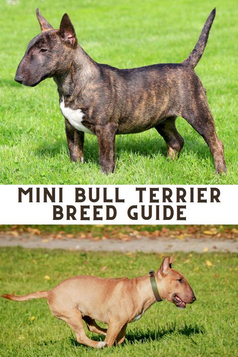 6 Things to Know About Miniature Bull Terriers: Mini Bull Terrier Breed Guide Miniature English Bull Terrier, Mini Bull Terrier, British Bull Terrier, Terrier Mix Breeds, Dog Infographic, Mini Bull Terriers, Miniature Bull Terrier, Bull Terrier Puppy, Clay Sculptures