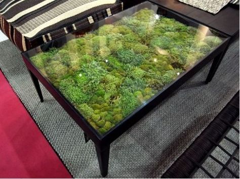 It's like terrarium furniture.  Maybe a deck glass top table to serve as greenhouse or dehydrator? Terrarium Table, Moss Table, Air Plants Diy, Moss Growing, Growing Greens, Mini Fairy Garden, Moss Terrarium, Green Furniture, Moss Garden