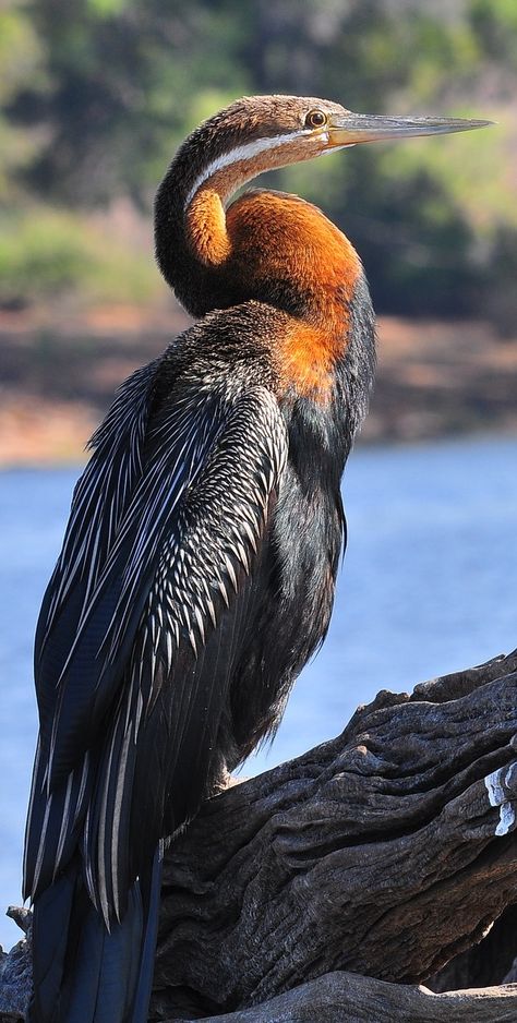 Picture of an African darter. #birds #African #darter All Birds, Bird Pictures, Exotic Birds, Pretty Birds, Colorful Birds, Bird Photography, Animal Planet, Birds Of Paradise, Animal Photo