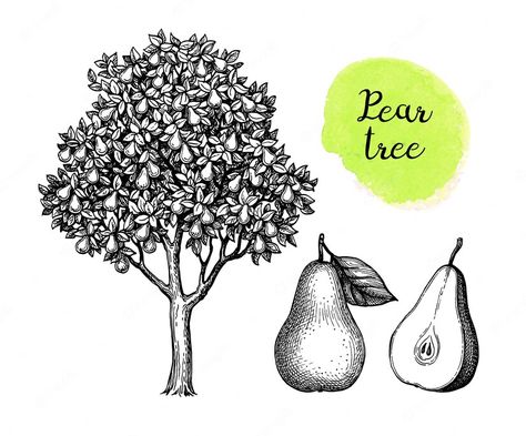 Premium Vector | Ink sketch of pear tree and fruits. hand drawn illustration. Pear Tree Drawing, How To Draw Fruit, Draw Fruit, Pear Illustration, Fruits Drawing, Pear Trees, Pear Tree, Wood Cut, Hand Drawn Illustration