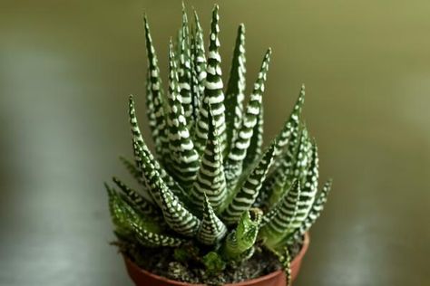 +20 TIPOS de CACTUS de INTERIOR - Nombres, cuidados y fotos Dog Safe Plants, Best Office Plants, Delosperma Cooperi, Dollar Plant, Care For Succulents, Kalanchoe Blossfeldiana, Low Light Indoor Plants, Evergreen Vines, Sansevieria Trifasciata