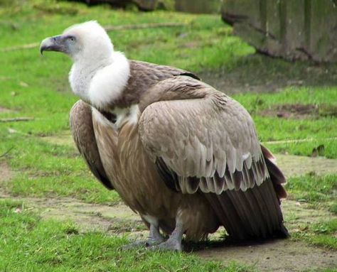 Griffon vulture Facts About World, Vulture Bird, Griffon Vulture, The Vulture, Dead Animals, Bird Facts, Interesting Facts About World, Eagle Art, Kinds Of Birds