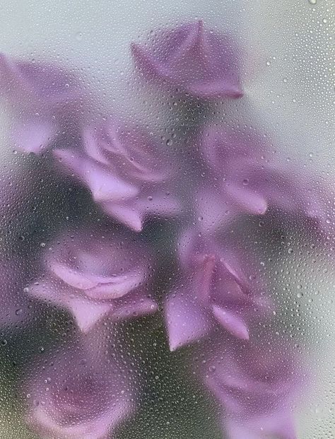 Flower Widget, Iphone Purple, Wet Flowers, Rainy Wallpaper, Buddhist Art Drawing, Purple Flowers Wallpaper, Nature Iphone Wallpaper, Beautiful Wallpapers For Iphone, Flowery Wallpaper