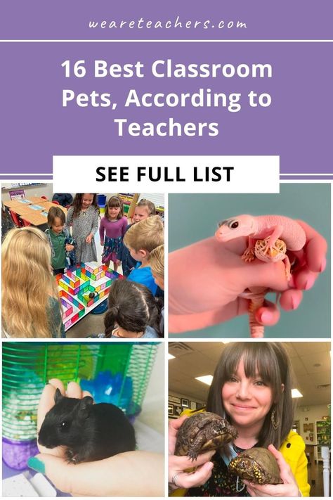 Classroom Pets Ideas, Easy Classroom Pets, Best Classroom Pets, Classroom Pets Real, Classroom Fish Tank Class Pet, Class Pets Ideas Teachers, Class Pet Ideas, Classroom Pet Ideas, Class Pets