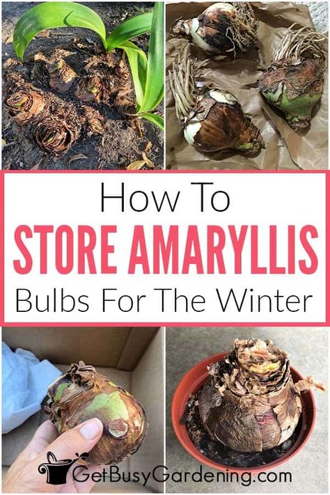 Overwintering Plants, Bulbs In Pots, Amaryllis Care, Canna Bulbs, Amaryllis Plant, Sms Language, Winter Care, Plant Tips, Amaryllis Flowers