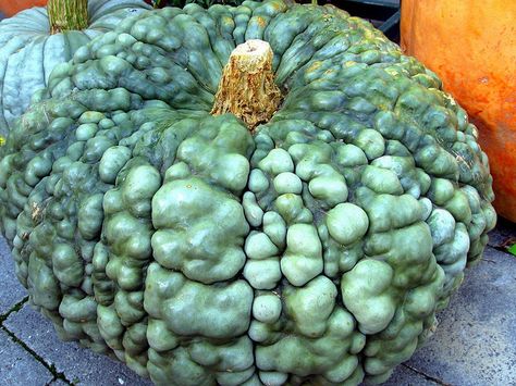 Marina di'Chiogga  Pumpkin Pumpkin Varieties, Pumpkins And Gourds, Outside Fall Decor, Pumpkin Contest, Pumpkin Squash, Fall Containers, Growing Pumpkins, Garden Centre, Autumn Scenery