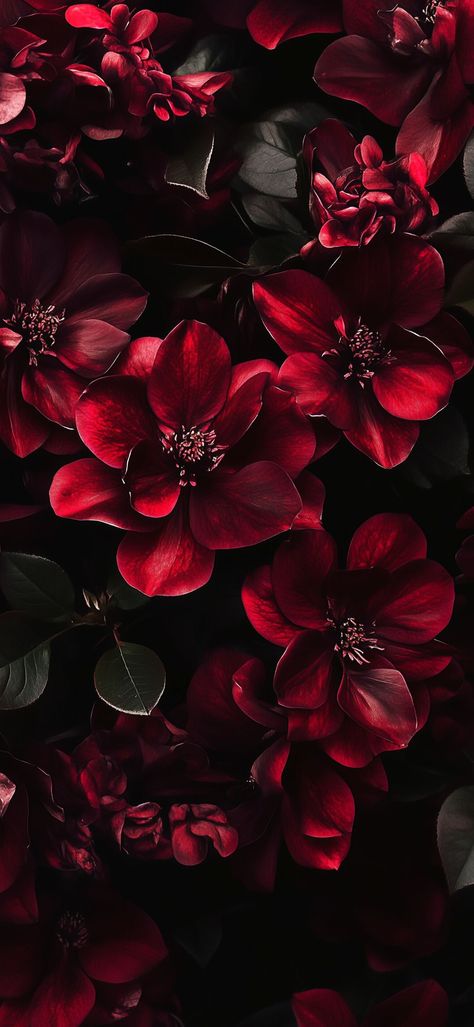 Dark Flower Wallpaper Aesthetic, Maroon Flowers Aesthetic, Gothic Flowers Wallpaper, Burgundy Iphone Wallpaper Aesthetic, Winter Floral Background, Dark Red Black Aesthetic, Dark Feminine Energy Wallpapers, Wine Colour Aesthetic, Alt Wallpapers Phone Aesthetic