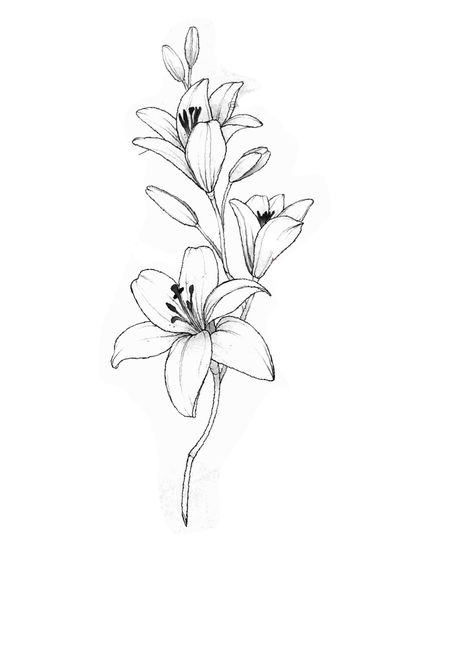 White Lilies Tattoo, Lily Flower Tattoos Minimalist, Lilies Flowers Tattoo, Bouquet Of Lilies Tattoo, Lilium Drawing, Lilies Drawing Tattoo, Minimalist Lily Tattoo Design, Small Lilly Tattoo, Giglio Tattoo