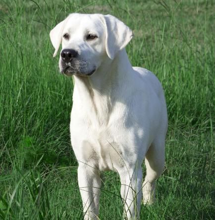 Labrador White, English Lab, White Labrador, Labrador Retriever Puppies, Yellow Labrador, White Lab, Labrador Retrievers, Lab Puppies, Labrador Retriever Dog