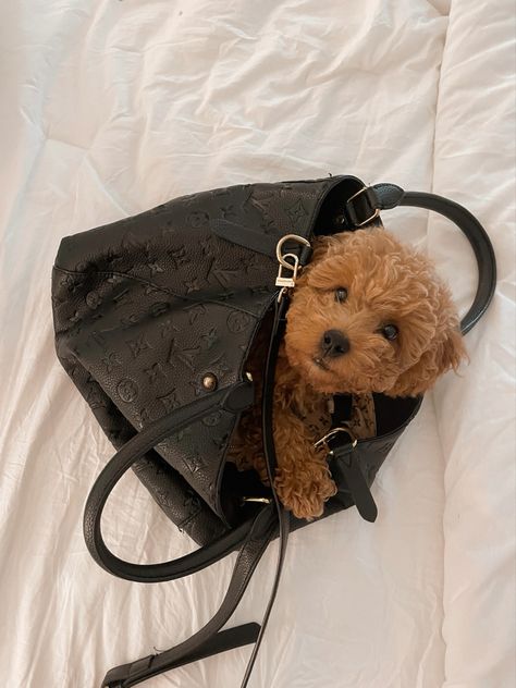 Boujee Puppy Aesthetic, Boujee Dog Aesthetic, Purse Dog Aesthetic, Golden Doodle Aesthetic, Cute Dogs Aesthetic, Golden Doodle Puppy, Dogs Aesthetic, 2023 Mood, Dog Aesthetic