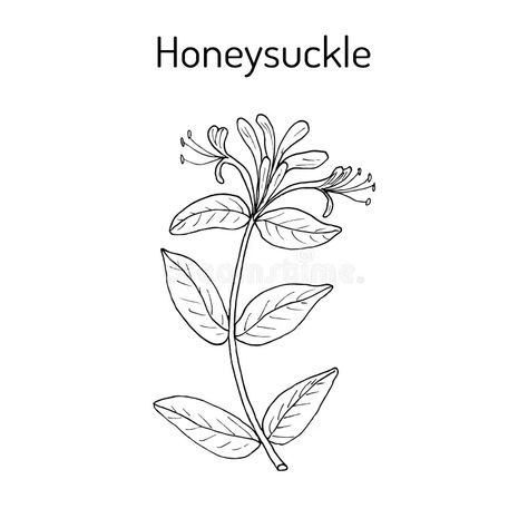 Honey Suckle, Wood Burning Stencils, Chinese Element, Honeysuckle Flower, Art Icon, Diy Arts And Crafts, Free Illustrations, Lotus Flower Tattoo, Icon Illustration