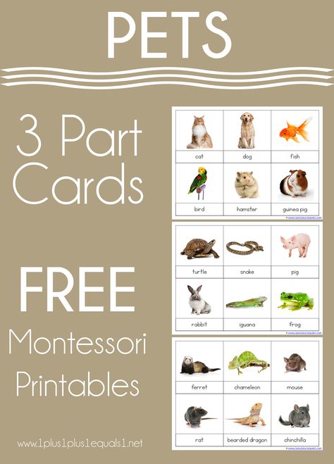 Montessori Jobs, Pet Theme, Montessori Printables, Montessori Diy, Pets 3, Thematic Units, Tot School, An Education, Preschool Theme