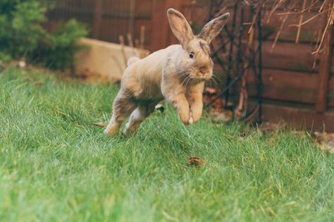 Hedgerow Tattoo, Rabbits Jumping, Rabbit Reference, Rabbit Binky, Rabbits Running, Bunny Running, Running Animals, Jumping Rabbit, Rabbit Running