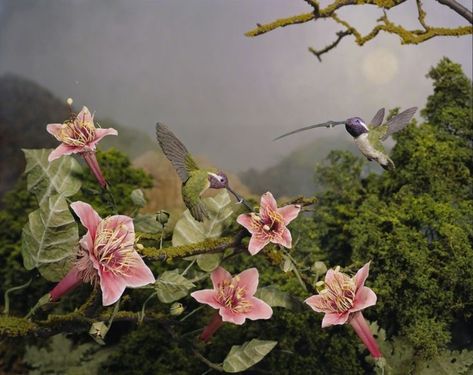 Hummingbirds, Pink Flowers, Trees, Birds, Flowers, Green, Pink, Art