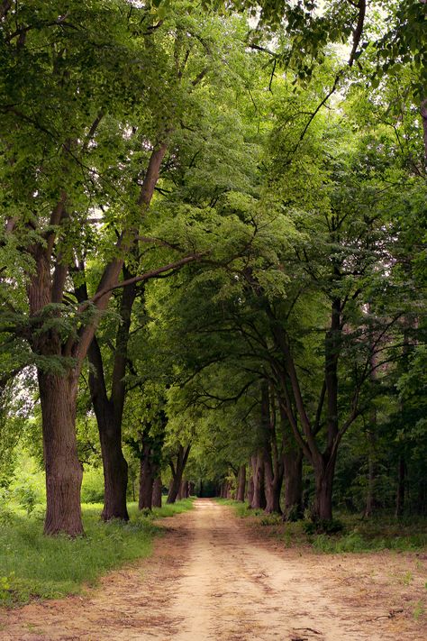 Forest Pathway, Hidden Forest, Weary Soul, Forest Sunset, Country Lane, Country Walk, Scenic Roads, Wild Forest, Forest Road