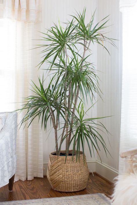 Here, Summers and other plant experts give the goods on 11 sculptural plants to consider for your home. Dracaena Plant Care, House Plant Decor, Plant Apartment, Plants In Baskets, Tattoo Plant, Dracaena Plant, نباتات منزلية, Floor Plants, Plants Decor