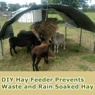 Homemade Hay Feeder That Prevents Waste DIY Project Diy Cow Hay Feeder, Cow Hay Feeder, Homemade Hay Feeder, Alpaca Shelter, Goat Treats, Goat Feeders, Goat Keeping, Diy Hay Feeder, Homemade Goat Cheese