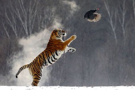 Puffs of feathers fell from the guinea fowl as the tigers caught them with sharp claws in a Siberian Tiger Park in the city of Hanlin, northern China Tiger Hunting, Black Clown, Asian Tigers, Amur Tiger, Sharp Claws, Tiger Images, F2 Savannah Cat, Guinea Fowl, Cat Spray