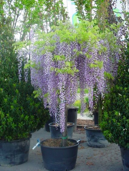 Wisteria Pergola, Wisteria Plant, Wisteria Tree, The Secret Garden, Garden Trees, Flowers Perennials, Garden Cottage, Japanese Garden, Dream Garden