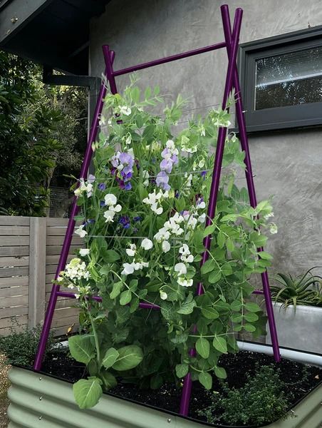 Terra Trellis Products | Garden Trellis, Tuteur, Arbor | Buy Online | TerraSculpture/TerraTrellis Wall Trellis, Tomato Cages, Garden Trellis, Window Box, Garden Structures, Arbor