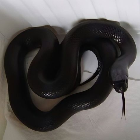 Dark Snake Aesthetic, Black Snake Aesthetic, Woven Kingdom, Snake Aesthetic, Black Mamba Snake, Black Candy, Snake Art, Types Of Animals, Black Snake