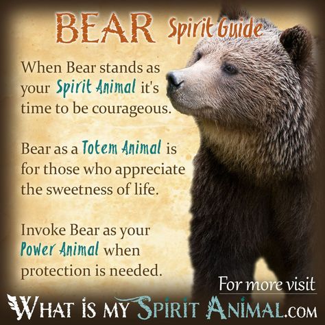 Bear Spirit Animal Totem Power Animal Symbolism Meaning 1200x1200 Native American Animal Symbols, Animal Totem Spirit Guides, Bear Spirit Animal, Native American Animals, Bear Spirit, Spirit Animal Meaning, Bear Totem, Animal Meanings, Native American Spirituality