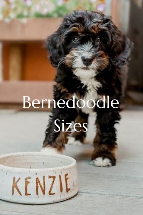 Bernedoodle Puppy Haircut, Tiny Bernedoodle, Medium Bernedoodle, Miniature Bernedoodle, Toy Bernedoodle, Micro Mini Bernedoodle, Mini Bernedoodle Haircut Styles, Standard Bernedoodle, Bernie Doodle