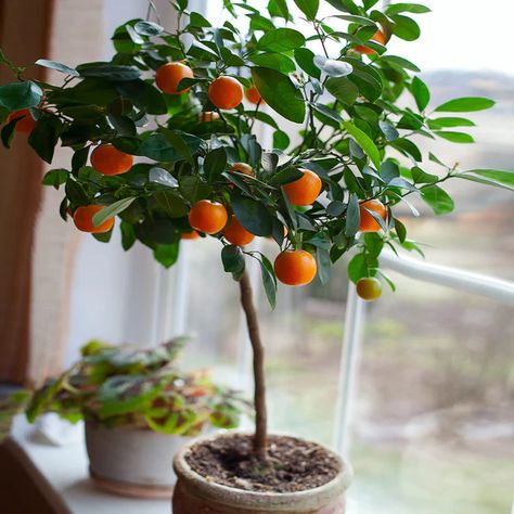 Clementine Tree, Grass Weeds, Citrus Plant, Orange Plant, Indoor Trees, Fast Growing Trees, Citrus Trees, Tree Care, Orange Tree