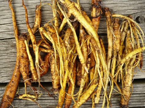 Yellow Dock Root, Yellow Dock, Constipation Remedies, Herb Farm, Burdock Root, Herbal Blends, Licorice Root, Cold Meals, Tea Blends