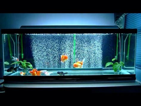 Fish Tank Goldfish, Aquarium Goldfish, Goldfish Aquarium, Biotope Aquarium, Fish Tank Themes, Fish Tank Terrarium, Goldfish Tank, Cool Fish Tanks, Fish Tank Design