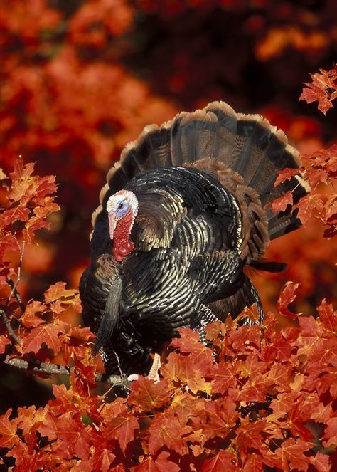 wolvesandwind:    WANT MORE AUTUMN LOVE?: Wolves & Wind;; Turkey Time, Thanksgiving Inspiration, Arabic Tattoo, Turkey Hunting, Wild Turkey, Red Leaves, Autumn Beauty, Thanksgiving Turkey, Wild Birds