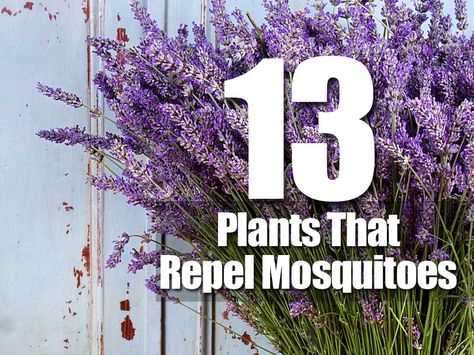 Love being outdoors but sick of those annoying blood-sucking mosquitoes? Put down the sprays and nets, here are thirteen different plants you can grow that’ll help keep the mosquitoes away. Bug zappers are also annoying, and leave you sitting among insect parts. Moreover, you may not be in the mood for smoky candles or incense. … How To Keep Mosquitos Out Of House, Plants That Repel Mosquitoes, Mosquito Repelling, Mosquito Plants, Repellent Plants, Natural Mosquito Repellant, Mosquito Repelling Plants, Texas Gardening, Garden Wallpaper