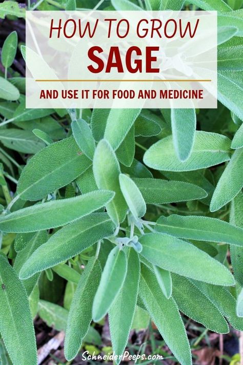 Grow Sage, Truck Garden, Growing Sage, Turkey Dressing, Sage Plant, Herb Garden Design, Alpine Plants, Sage Leaves, Garden Types