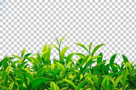 Teh Pucuk Aesthetic, Green Tea Background, Tree Of Tea, Tea Background, Tea Png, Tea Poster, Fruit Splash, Funny Animal Images, Tea Farm