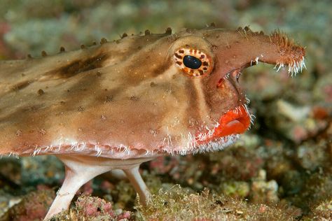 Red Lipped Batfish, Bizarre Animals, Youtube Editing, Sea Cucumber, Cool Fish, Marine Ecosystem, Angler Fish, Aquatic Animals, Galapagos Islands