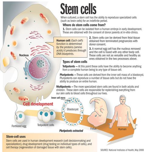 Baby Things To Make, Stem Cells Therapy, Nurse Goals, Nurse Skills, Cell Diagram, Excretory System, Human Physiology, Cord Blood Banking, Study Biology