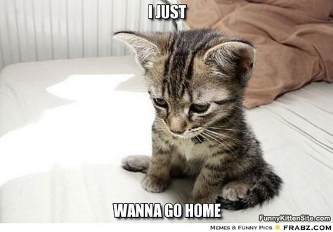 I wanna go home Cute Kitten Meme, Nerdy Nurse, I Wanna Go Home, Cute Cat Stuff, Wanna Go Home, Cat And Kitten, Love Run, Most Beautiful Animals, Owning A Cat