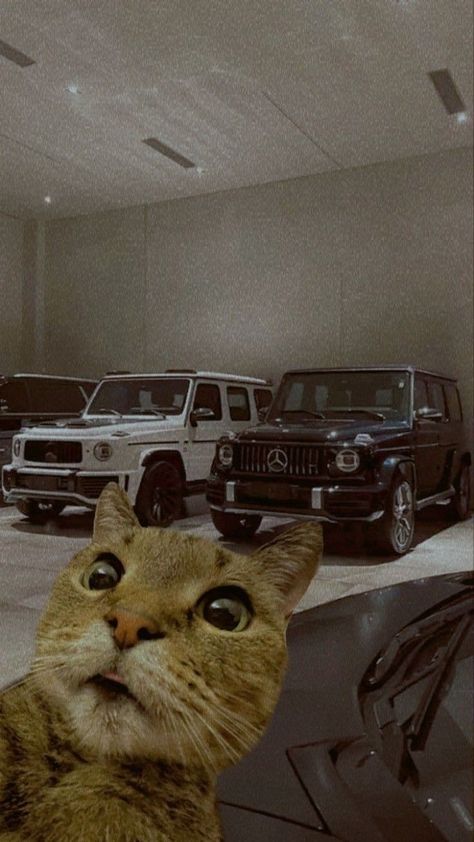 #cats #catlover #benz #gwagon #luxurycar #carlover #cargirl #mercedes Siddhu Moose Wala Logo, Mercedes Benz Wallpaper, Mercedes Wallpaper, Cute Puppies And Kittens, Mercedes G63, Cat Profile, Dream Cars Mercedes, Funny Cat Wallpaper, Mercedes G Wagon