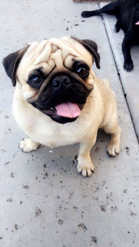 Hobo Johnson, Happy Pug, Cute Pug Puppies, Pug Mug, Baby Pugs, Pug Gifts, Pug Shirt, Very Cute Dogs, Pug Puppies