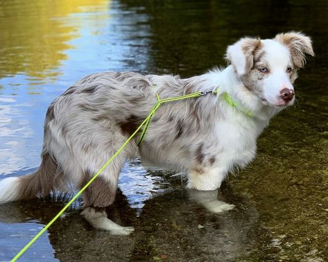 Loki the lilac merle border collie (via @life_of_loki_and_asti on Instagram) Lilac Merle Border Collie, Border Collie Lilac, Merle Dogs, Border Collie Merle, Merle Border Collie, Border Collie Puppies, Border Collie Dog, Blue Merle, Pretty Animals