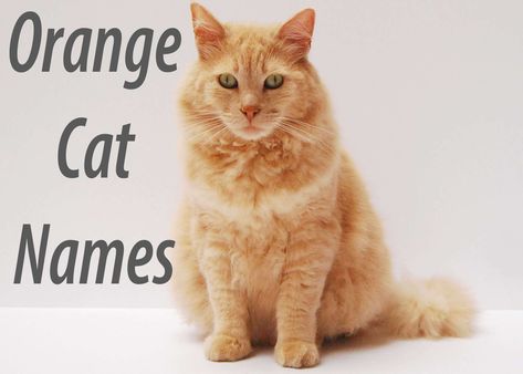 Orange Cat Names : 100 + Ginger Names Orange Cat Names, Ginger Cat Names, Victorious Cat, Tabby Cat Names, Boy Cat Names, Cat Whisperer, Cat Personalities, F2 Savannah Cat, Tabby Cats