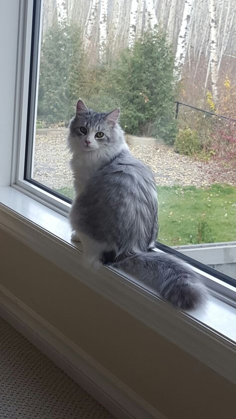 Silver Siberian Forest Cat 6 months old Silver Siberian Cat, Siberian Forest Cat, Siberian Forest, Siberian Cats, Cat References, Wallpaper Cat, Homemade Cat, Norwegian Forest, Siberian Cat