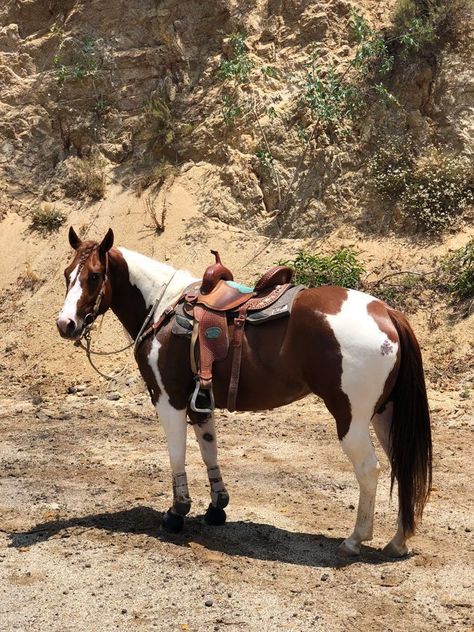 American Paint Horse, Pony Breeds, Cute Horse Pictures, Pinto Horse, Barrel Racing Horses, Dry Eye, Paint Horse, Horse Aesthetic, Western Riding